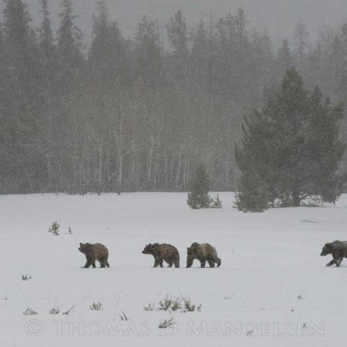 Black Bears in in the snow - Yellowstone National Park