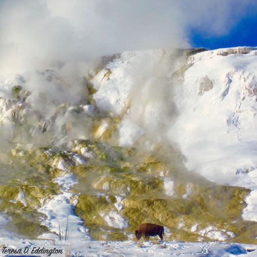 Bison at Mammouth Hotspring Terraces in Yellowstone National Park