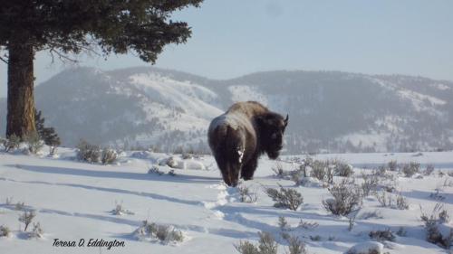 Bison near Tower Junction in Yellowstone National Park